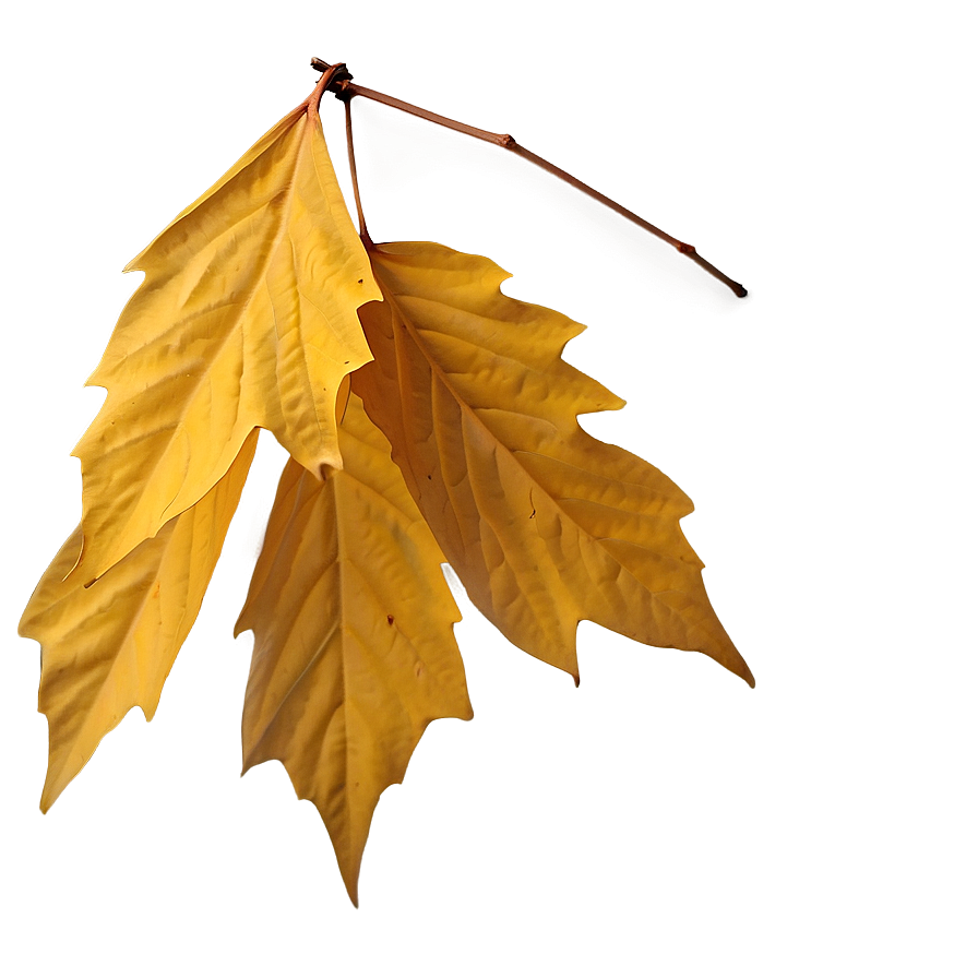 Warm Yellow Autumn Leaves Png 3 PNG image