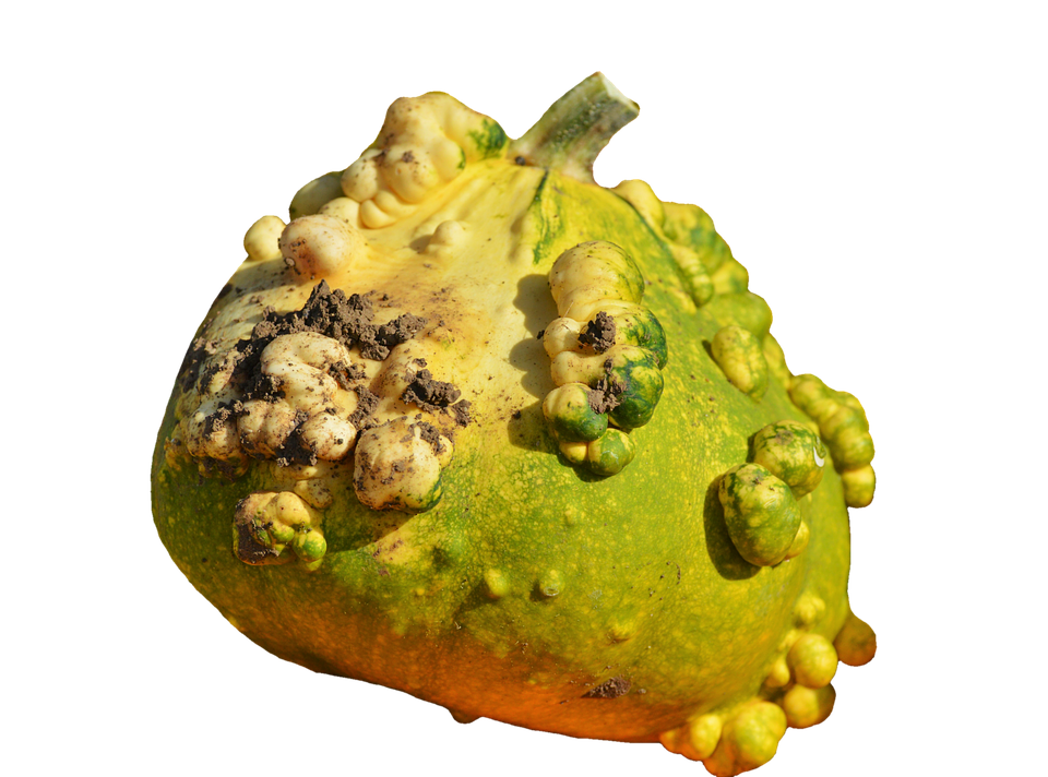 Warty Green Pumpkin Texture PNG image