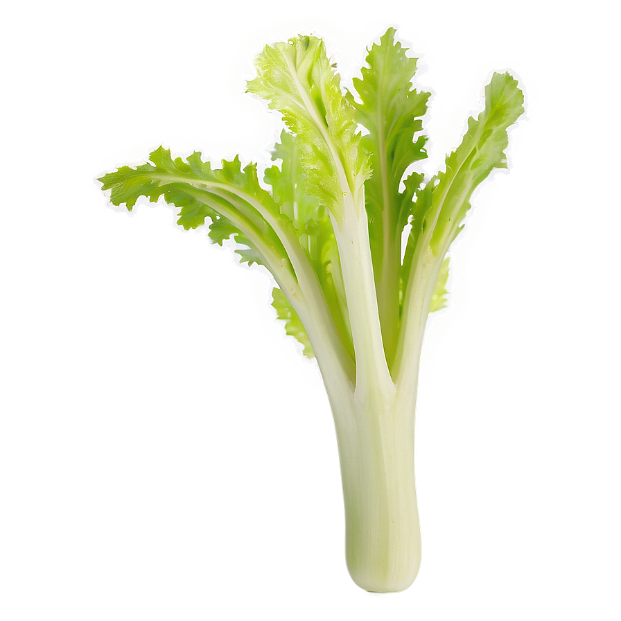 Washed Celery Png 06252024 PNG image