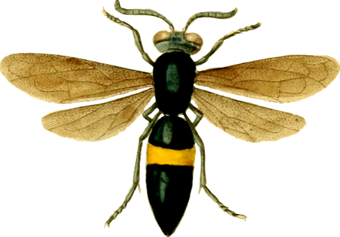 Wasp_ Illustration_ Black_ Background PNG image