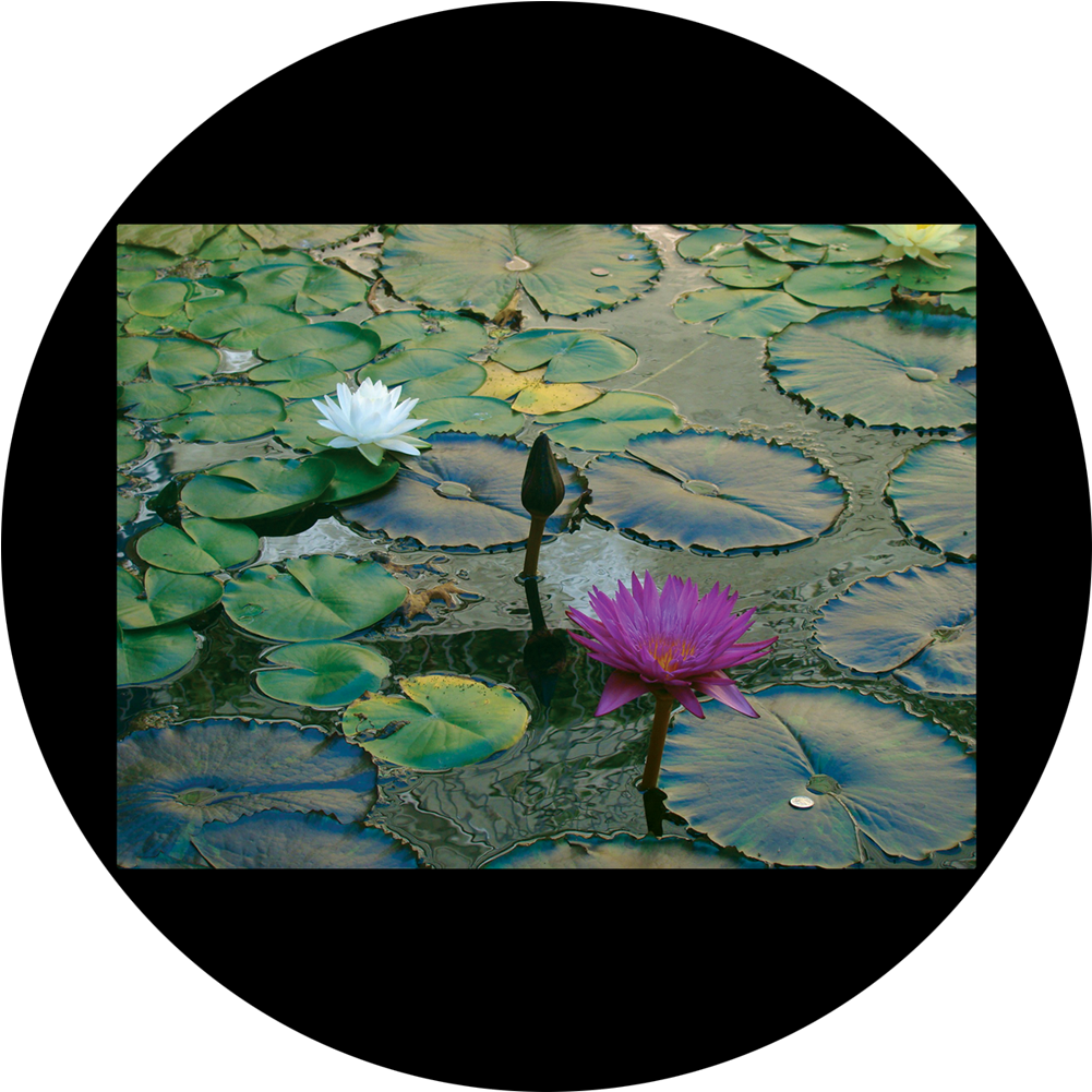 Water Liliesin Pond PNG image