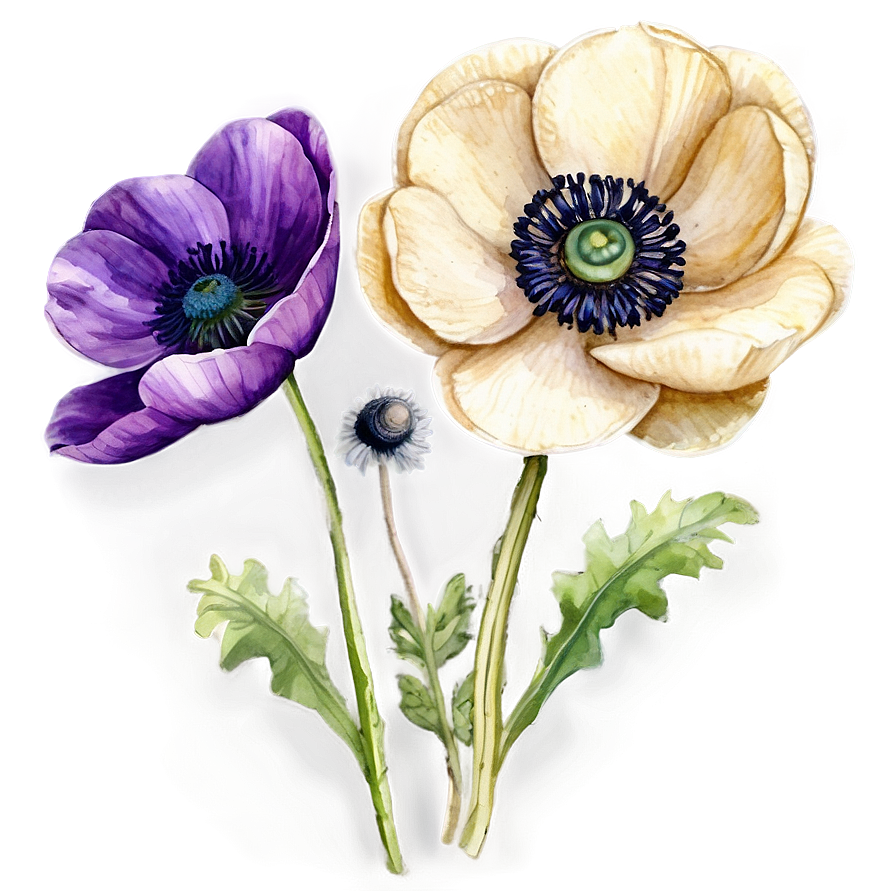 Watercolor Anemone Flowers Png Mry88 PNG image