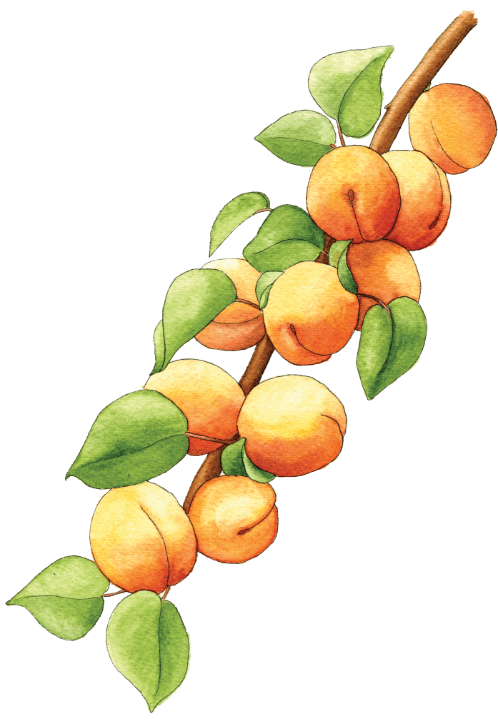 Watercolor Apricotson Branch PNG image