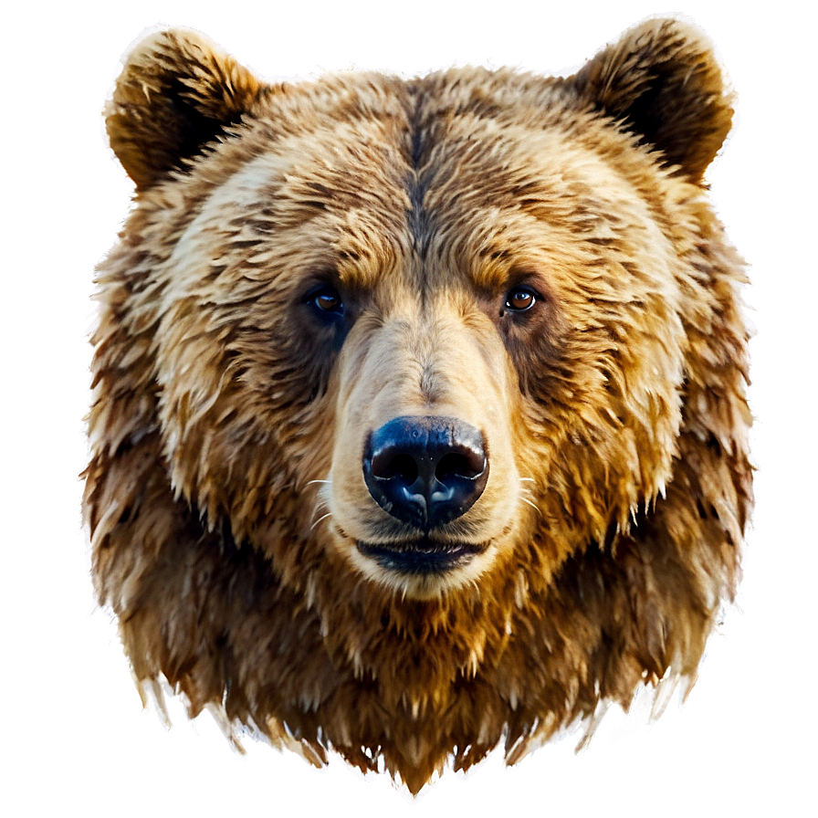 Watercolor Bear Face Png 44 PNG image