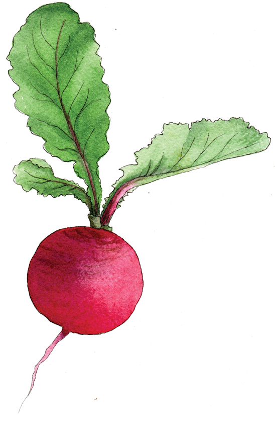 Watercolor Beetroot Illustration PNG image