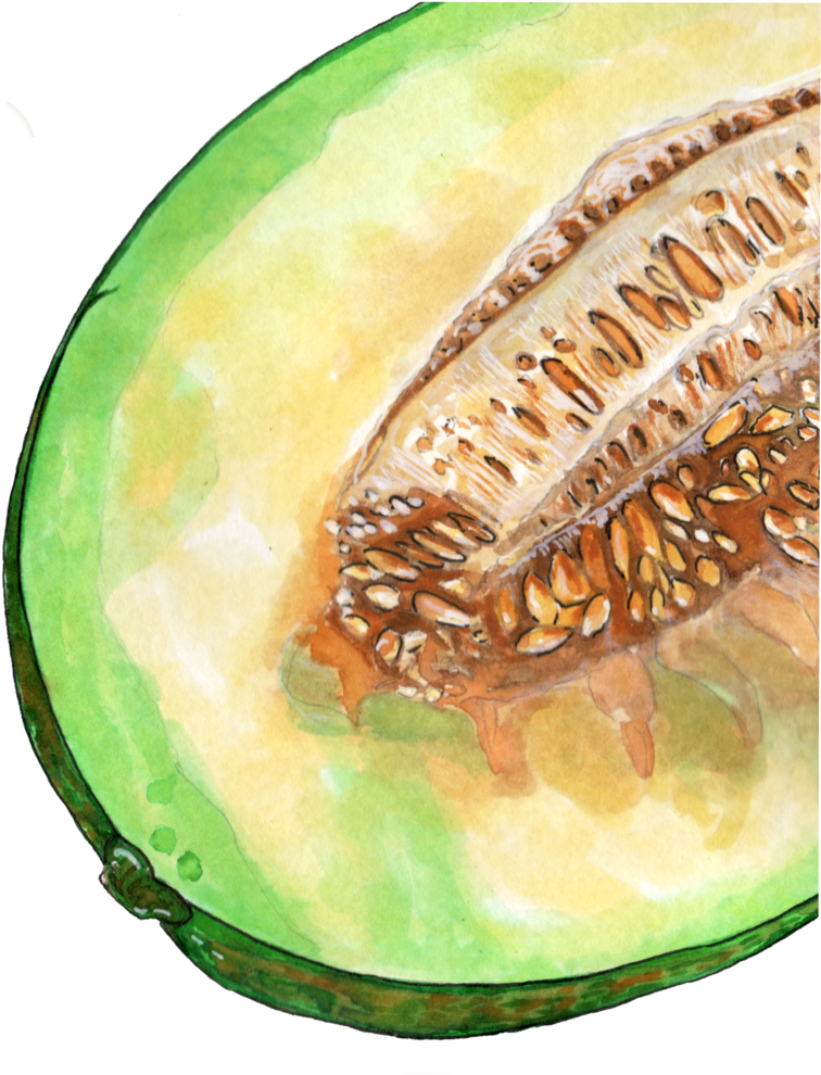 Watercolor Cantaloupe Half PNG image