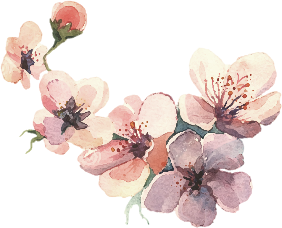 Watercolor_ Cherry_ Blossoms_ Artwork PNG image