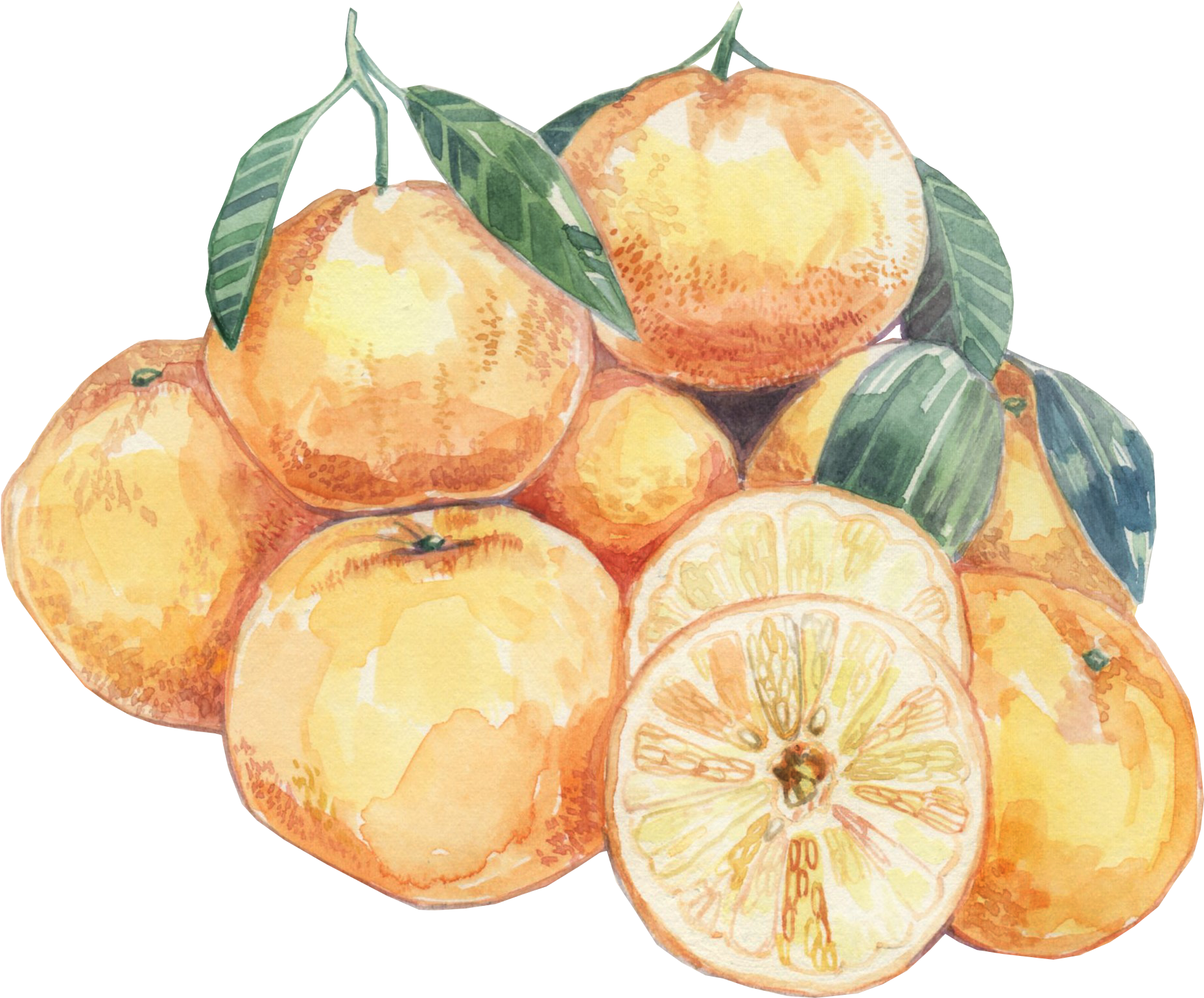 Watercolor Citrus Fruits Artwork PNG image