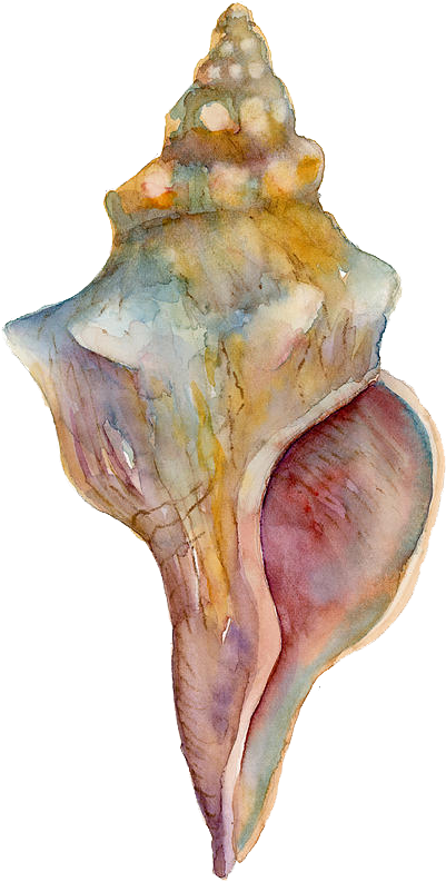 Watercolor Conch Shell Artwork PNG image