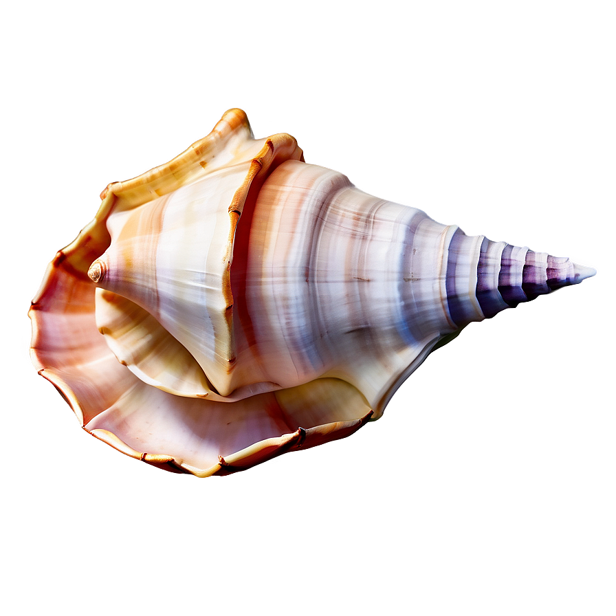 Watercolor Conch Shell Png Gxr PNG image