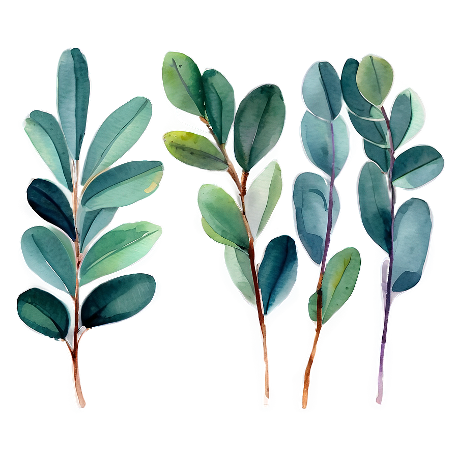 Watercolor Eucalyptus Leaves Png 05242024 PNG image