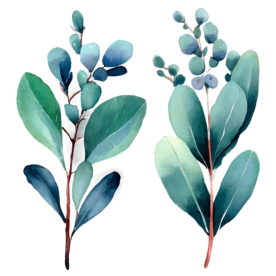 Watercolor Eucalyptus Leaves Png 21 PNG image