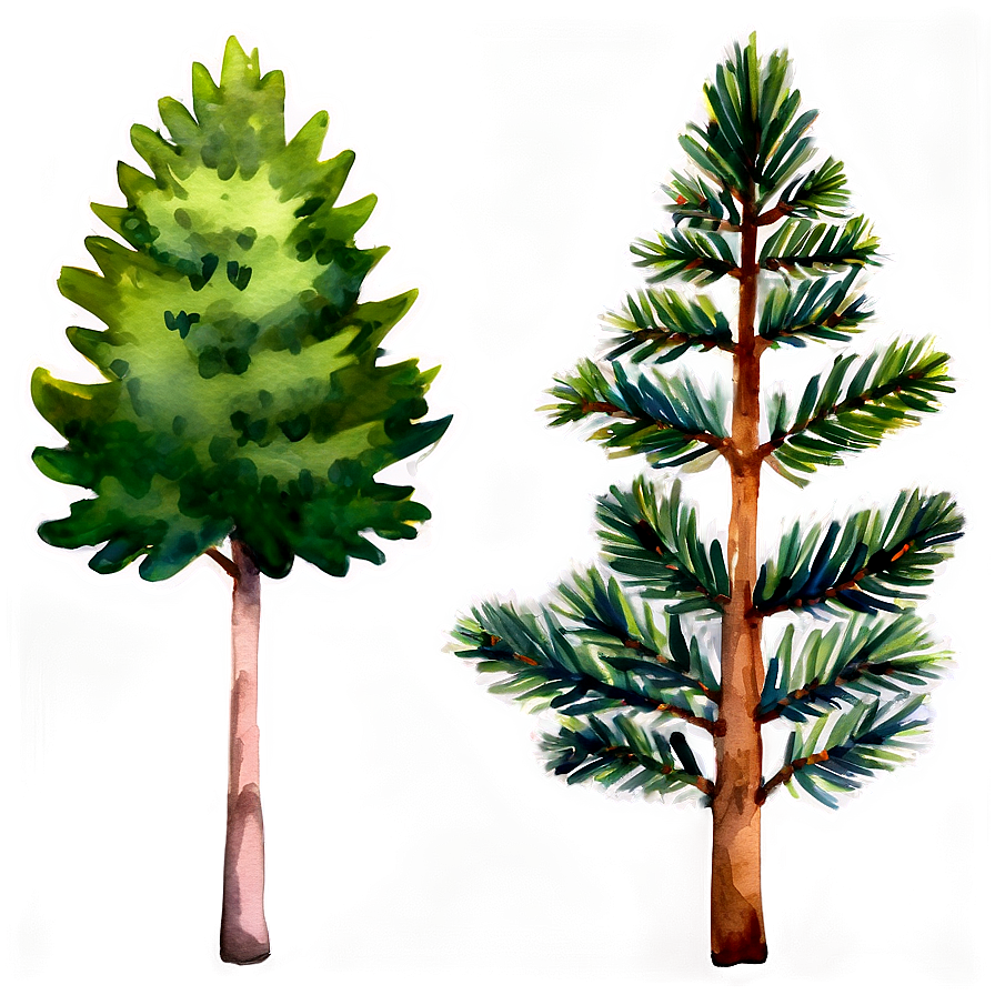 Watercolor Evergreen Tree Png 86 PNG image