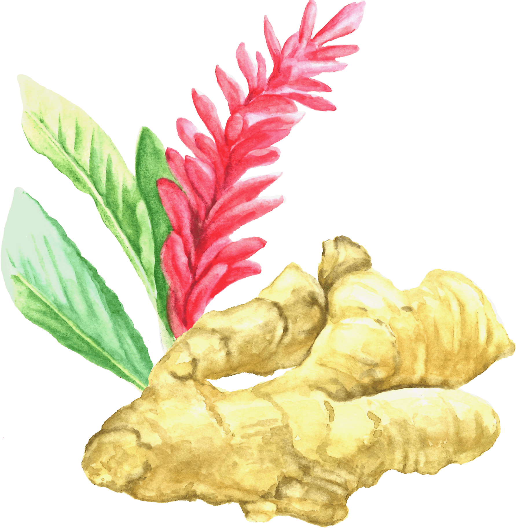Watercolor Ginger Flower Illustration PNG image