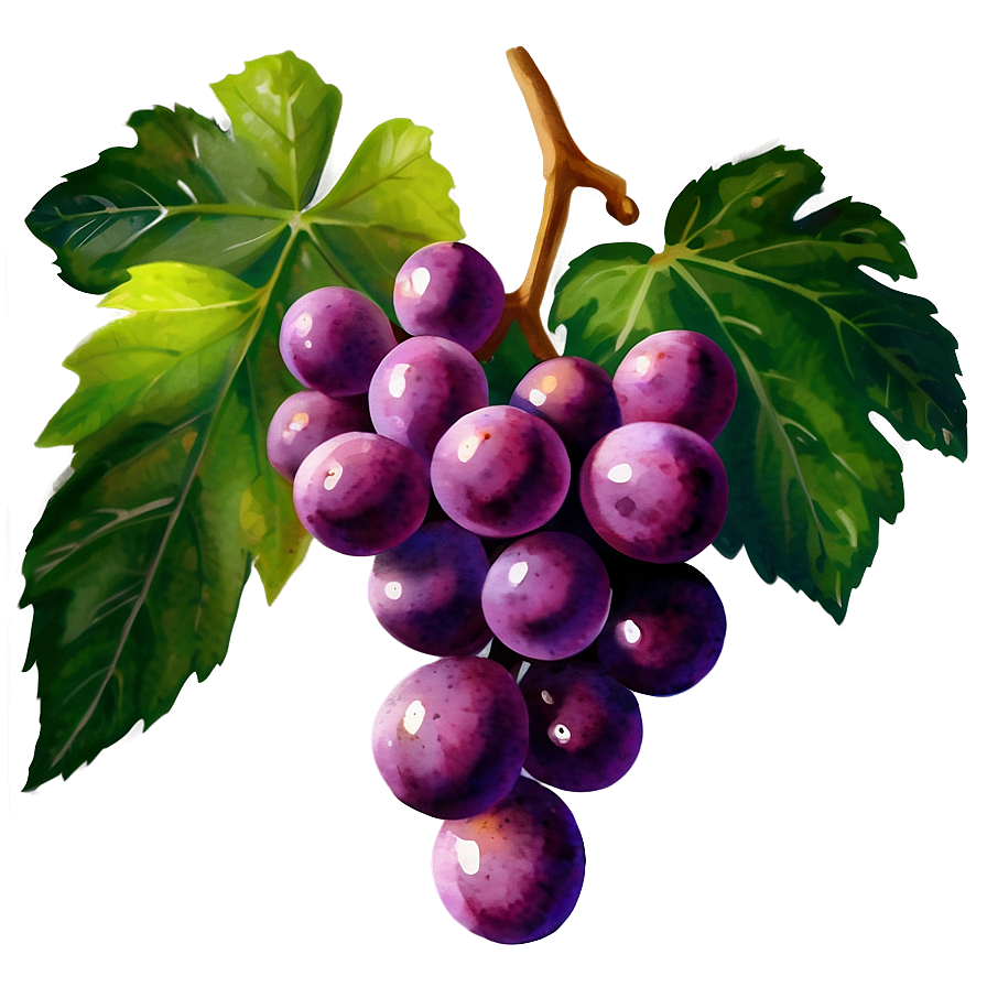 Grape Png Images (300++)