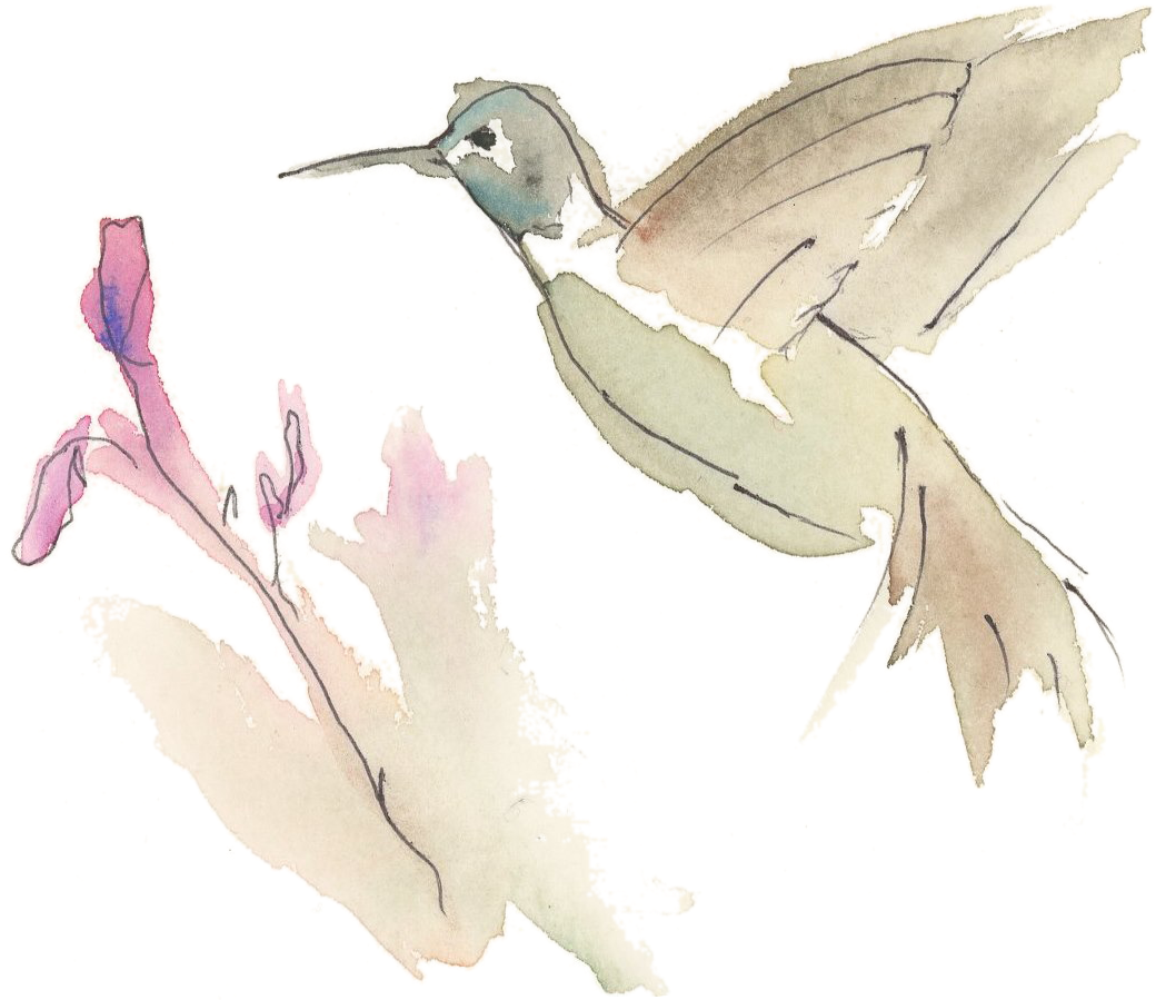 Watercolor Hummingbirdand Flower PNG image