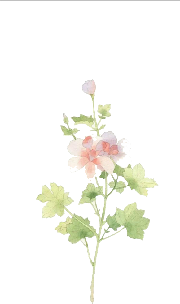 Watercolor Jasmine Flower Illustration PNG image