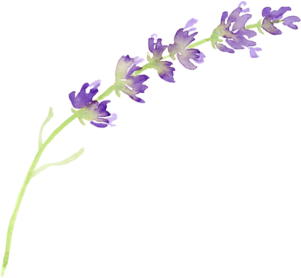 Watercolor Lavender Sprig PNG image