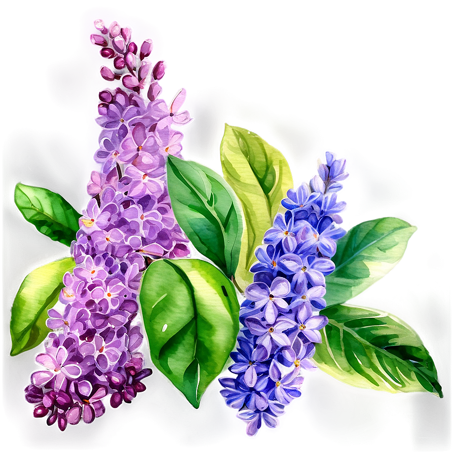 Watercolor Lilac Splendor Png 77 PNG image