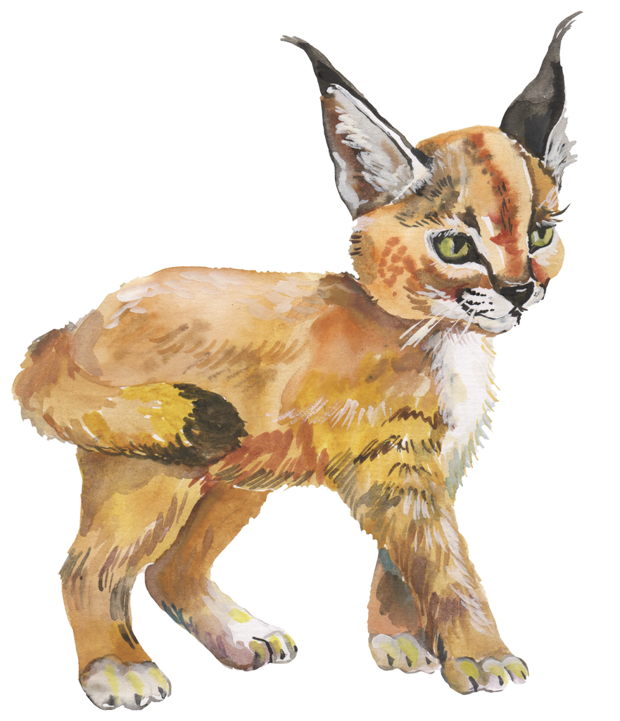 Watercolor Lynx Illustration PNG image