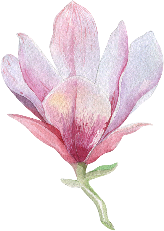 Watercolor Magnolia Blossom PNG image
