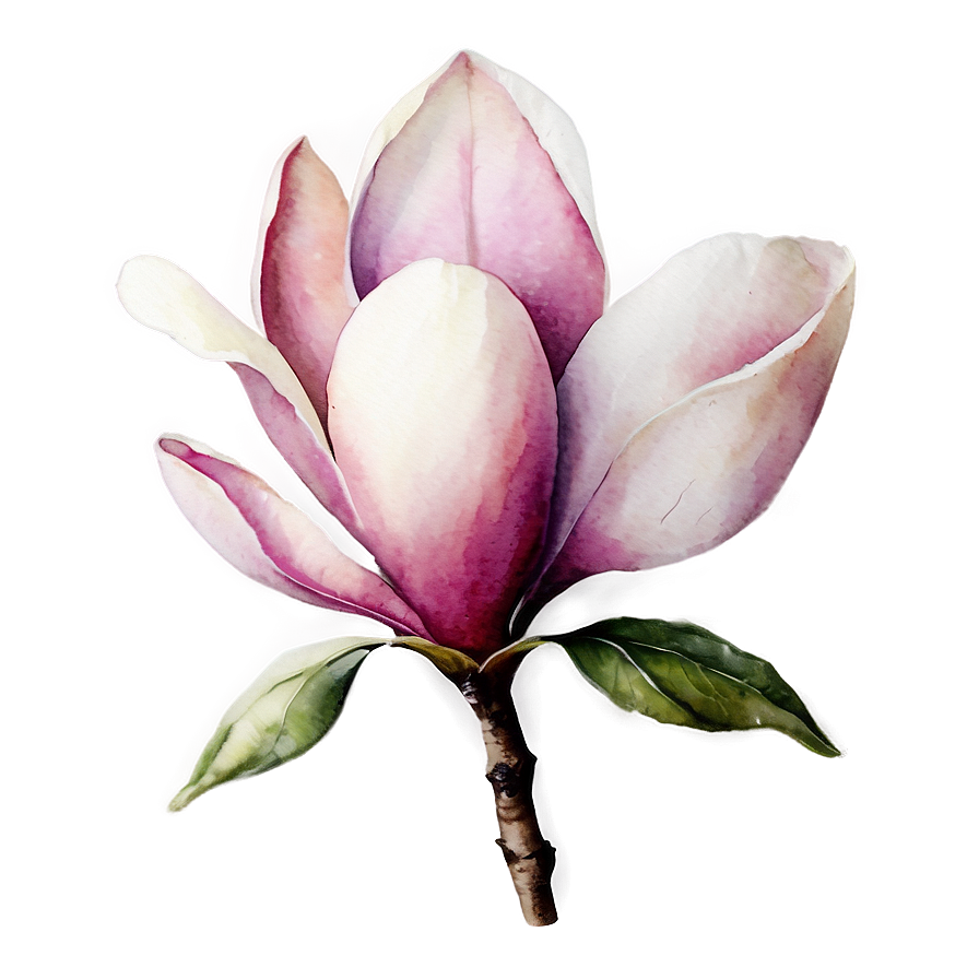 Watercolor Magnolia Flower Png 06252024 PNG image