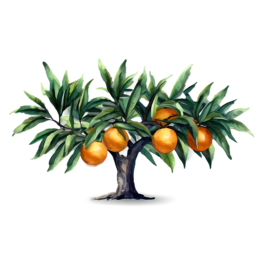 Watercolor Orange Tree Png 06132024 PNG image