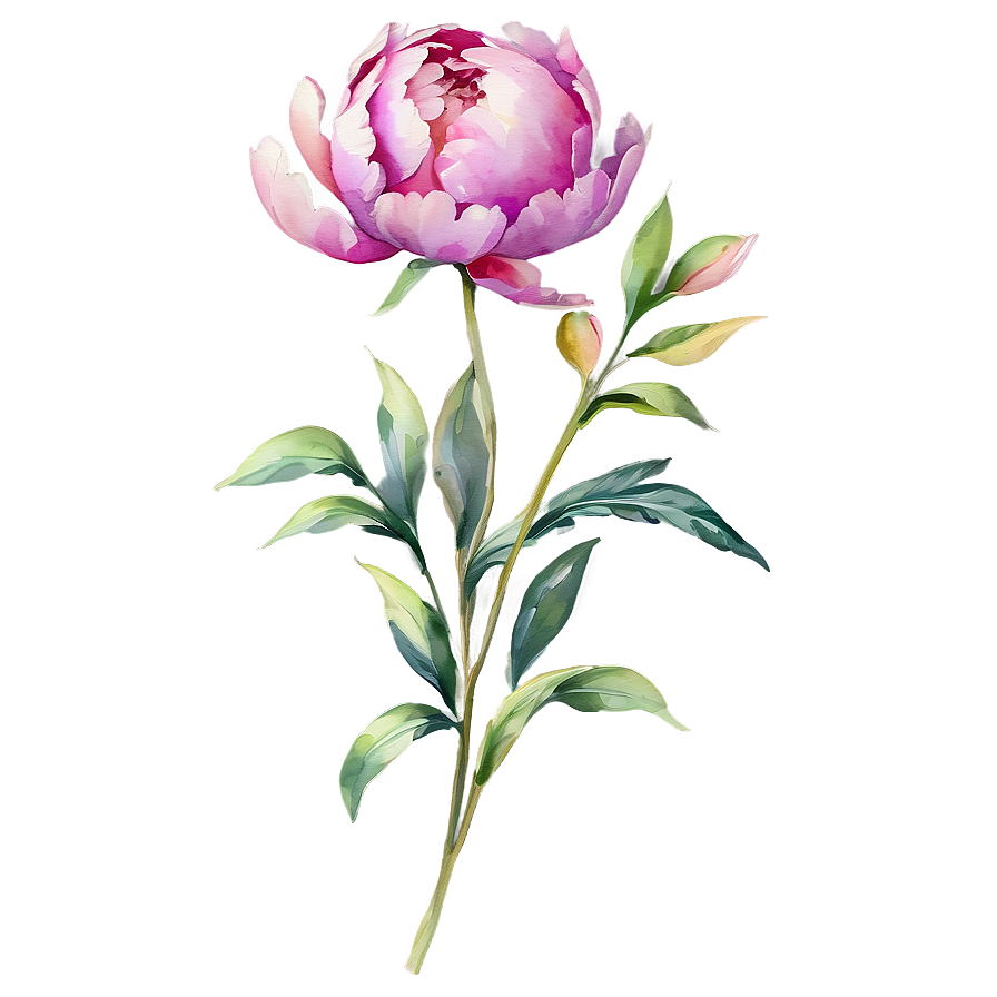 Watercolor Peony Elegance Png Ruv51 PNG image