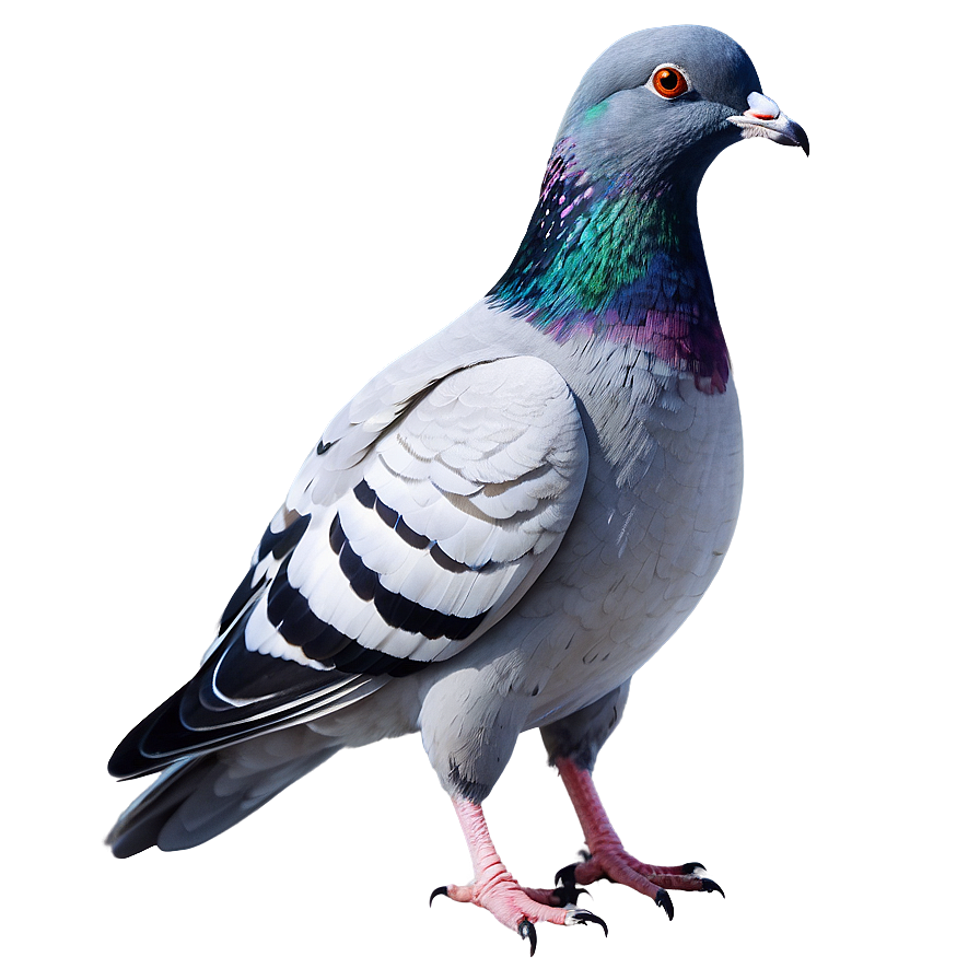 Watercolor Pigeon Png Irb PNG image