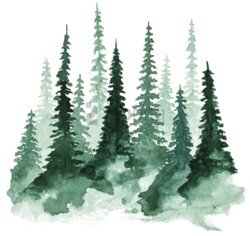 Watercolor Pine Forest Illustration PNG image