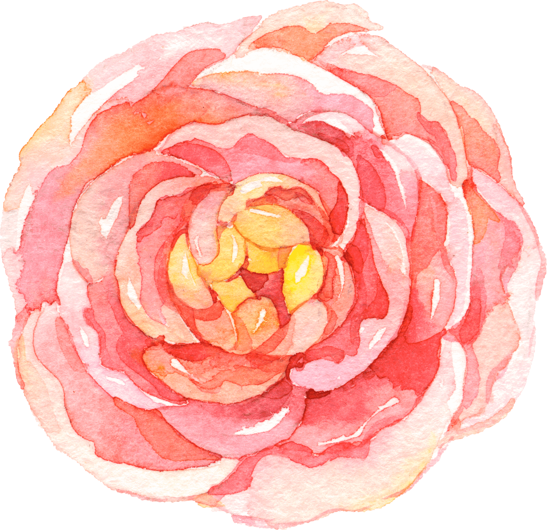 Watercolor Pink Rose Artwork PNG image