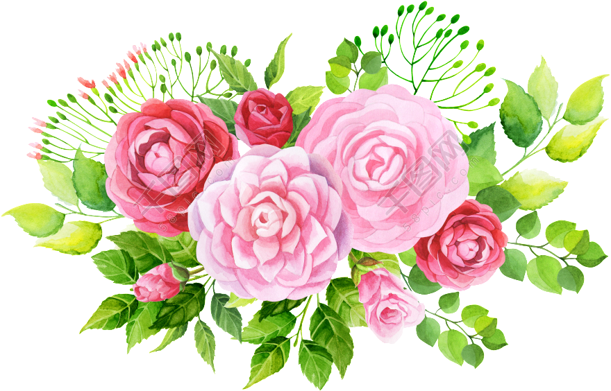 Watercolor Pink Roses Bouquet Vector PNG image