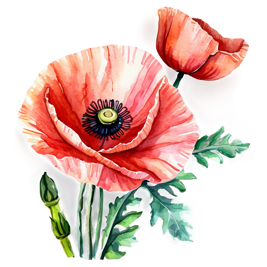 Watercolor Poppy Flowers Png Kxv64 PNG image