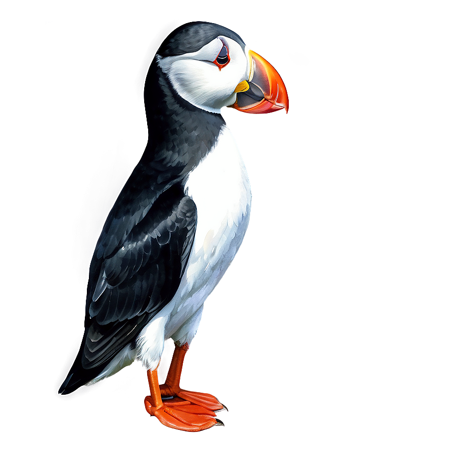 Watercolor Puffin Artwork Png 71 PNG image