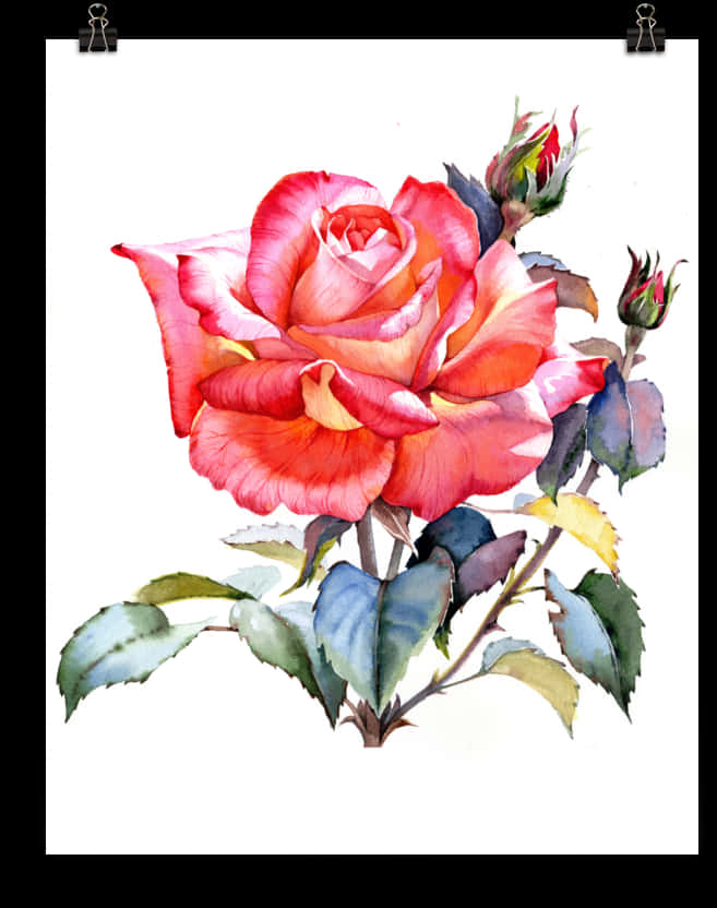 Watercolor Red Rose Artwork PNG image