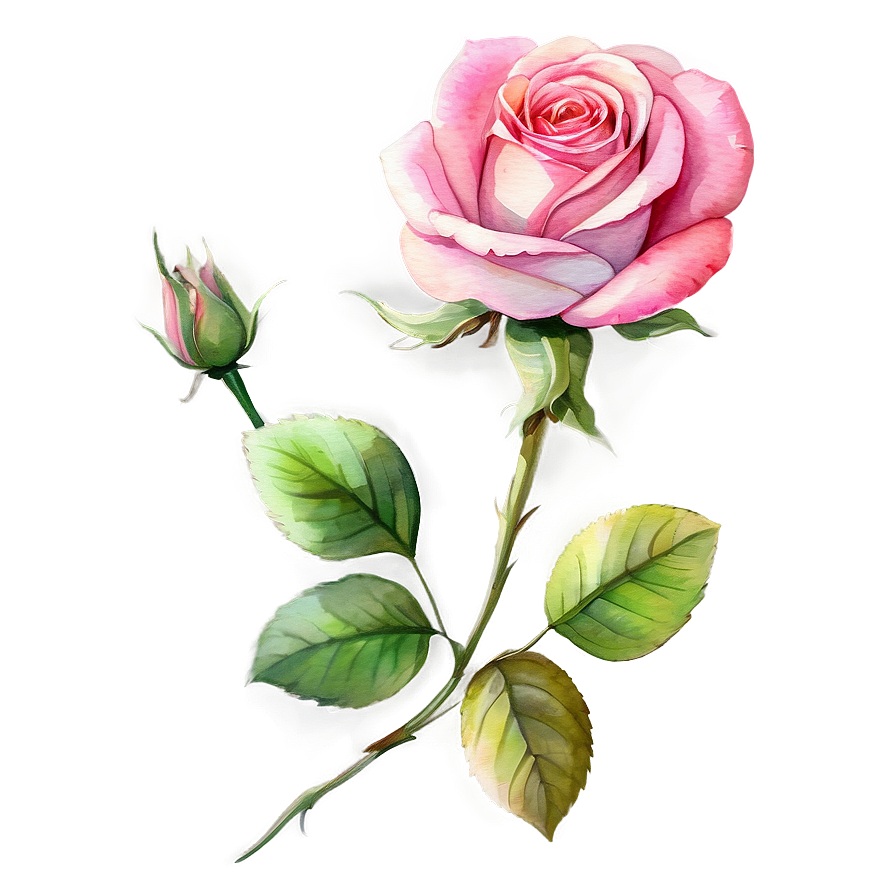 Watercolor Rose Clipart Png 8 PNG image