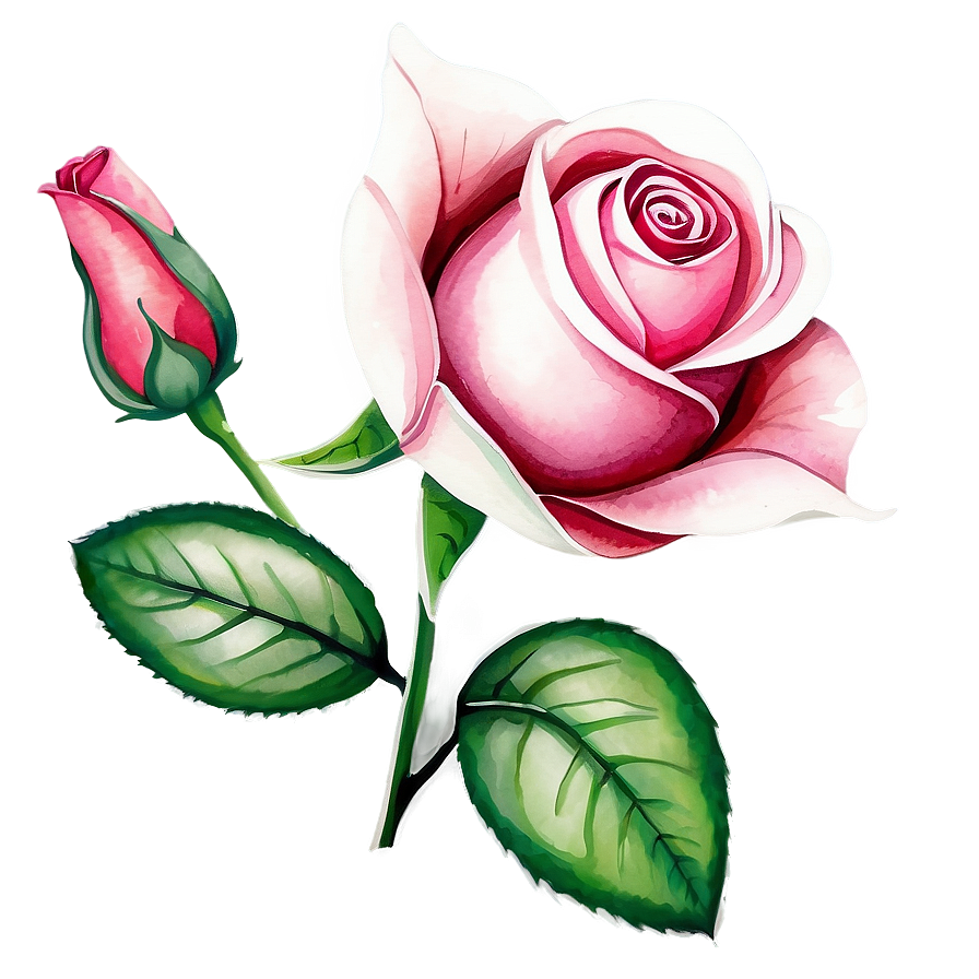 Watercolor Rose Vector Png 06262024 PNG image