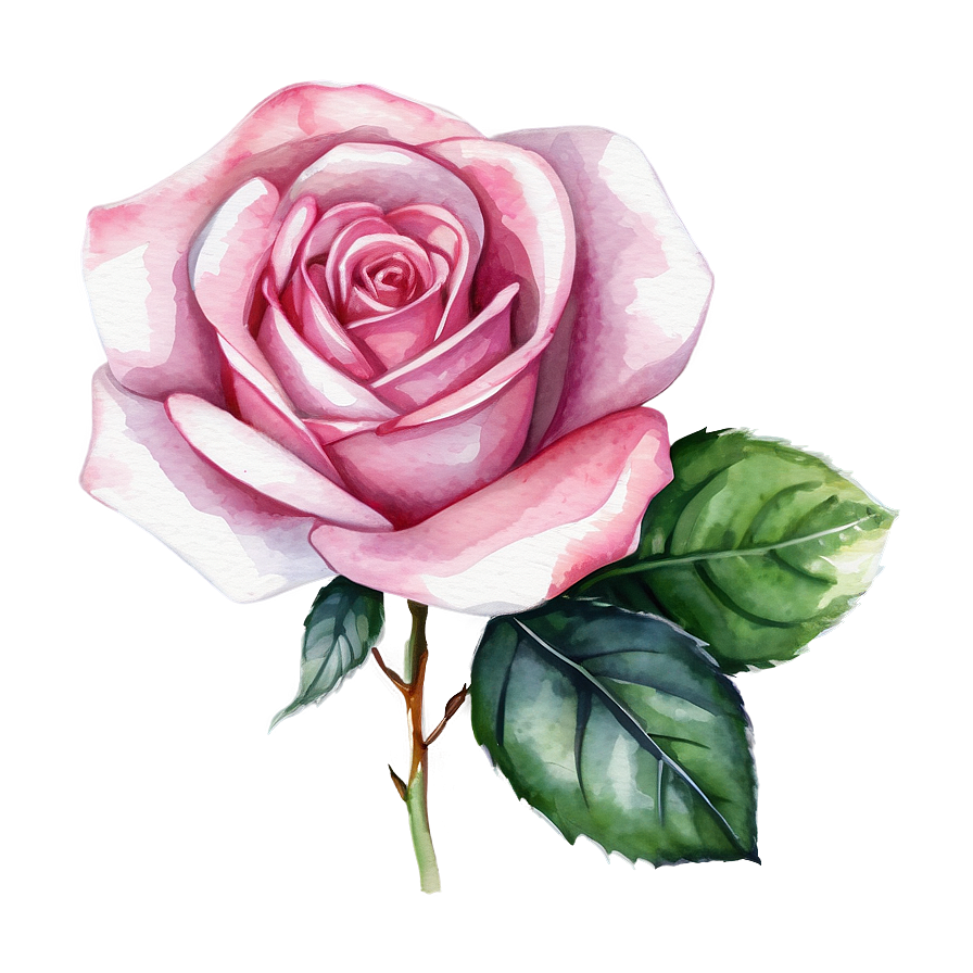 Watercolor Rose Vector Png 06262024 PNG image