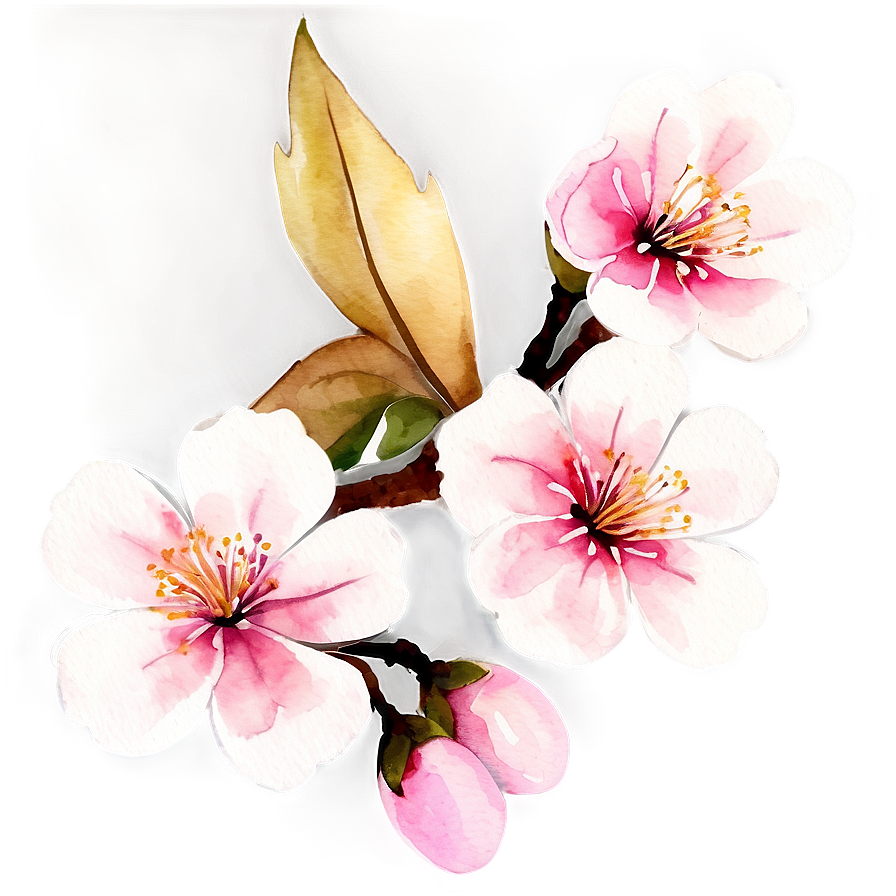 Watercolor Sakura Flower Png Rck PNG image