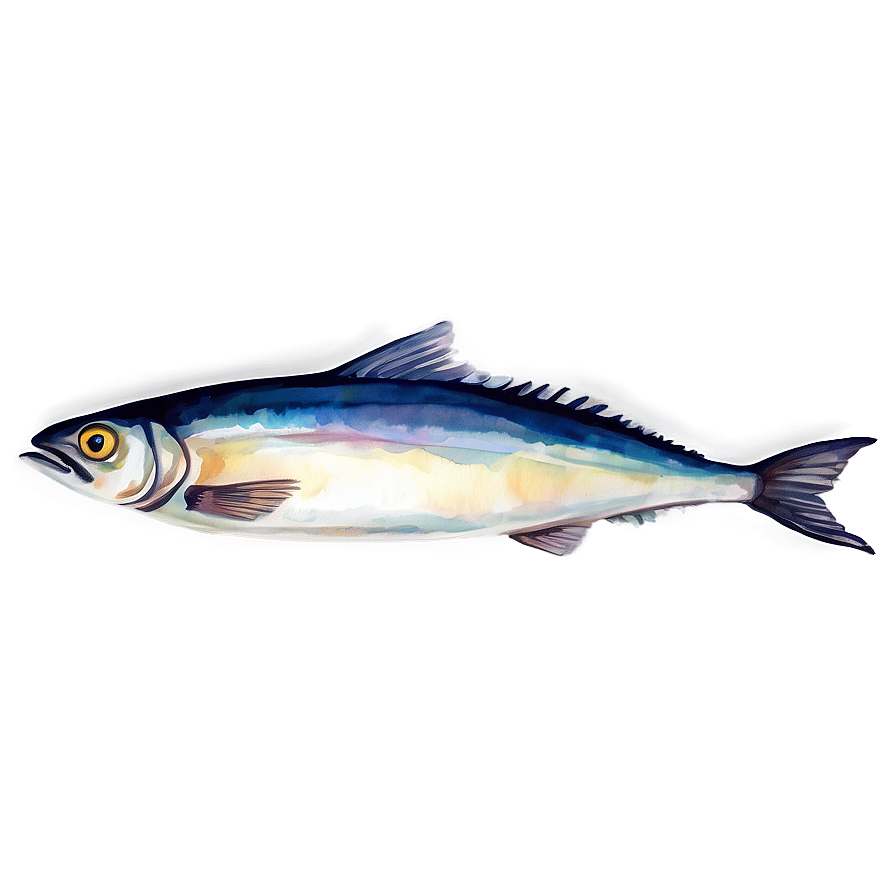 Watercolor Sardine Png 06292024 PNG image