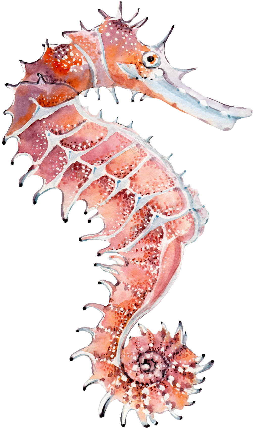 Watercolor Seahorse Artwork PNG image