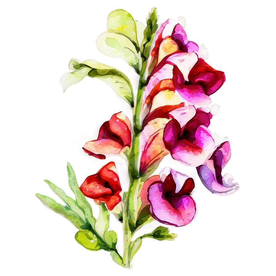 Watercolor Snapdragon Flowers Png Lap1 PNG image