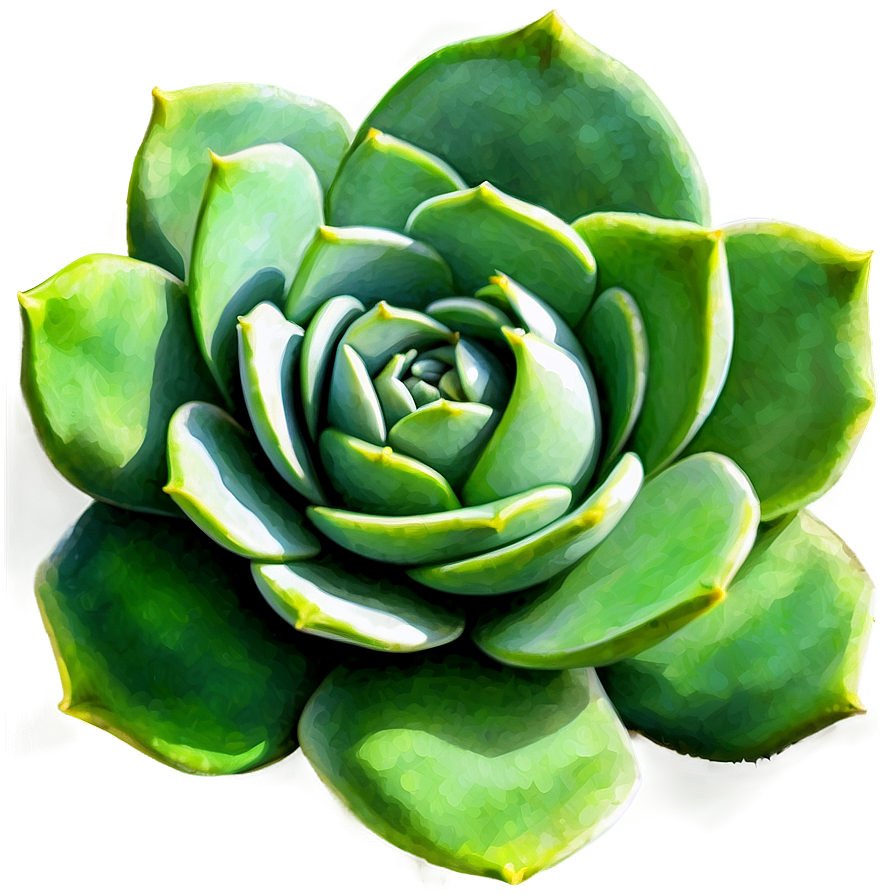 Watercolor Succulents Art Png 06212024 PNG image