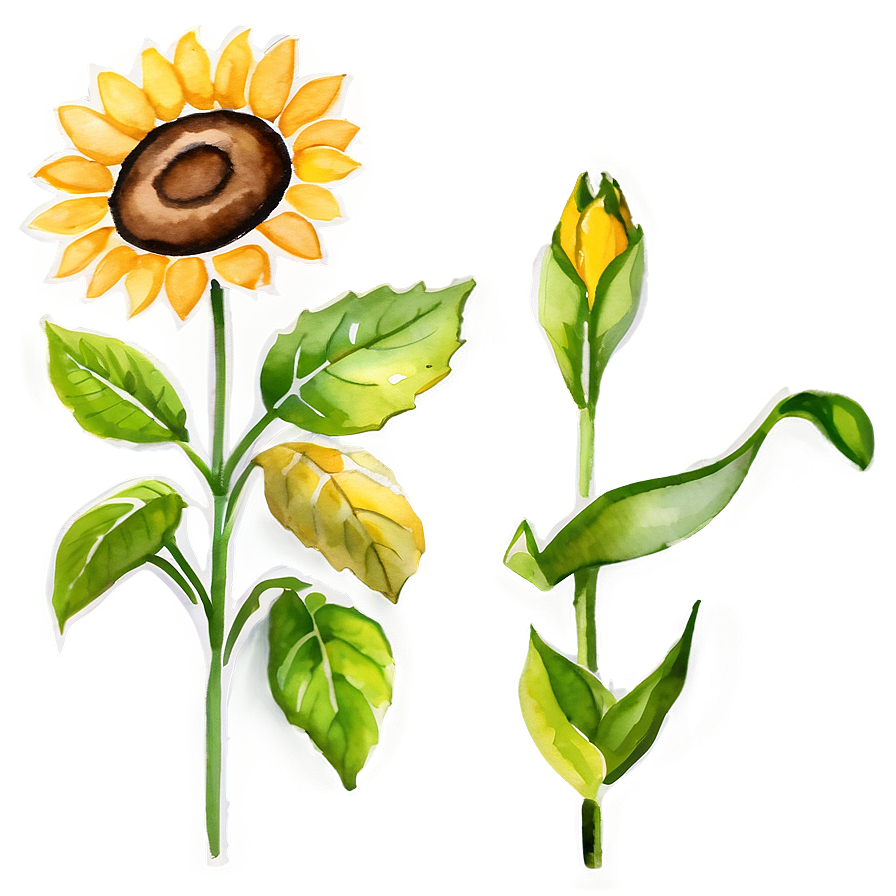 Watercolor Sunflower Transparent Png Mkj PNG image