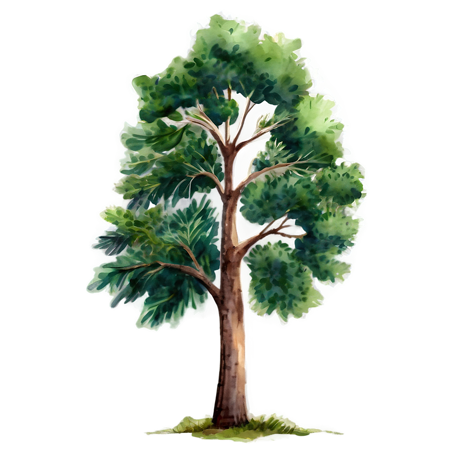 Watercolor Tree Elevation Png Bex PNG image