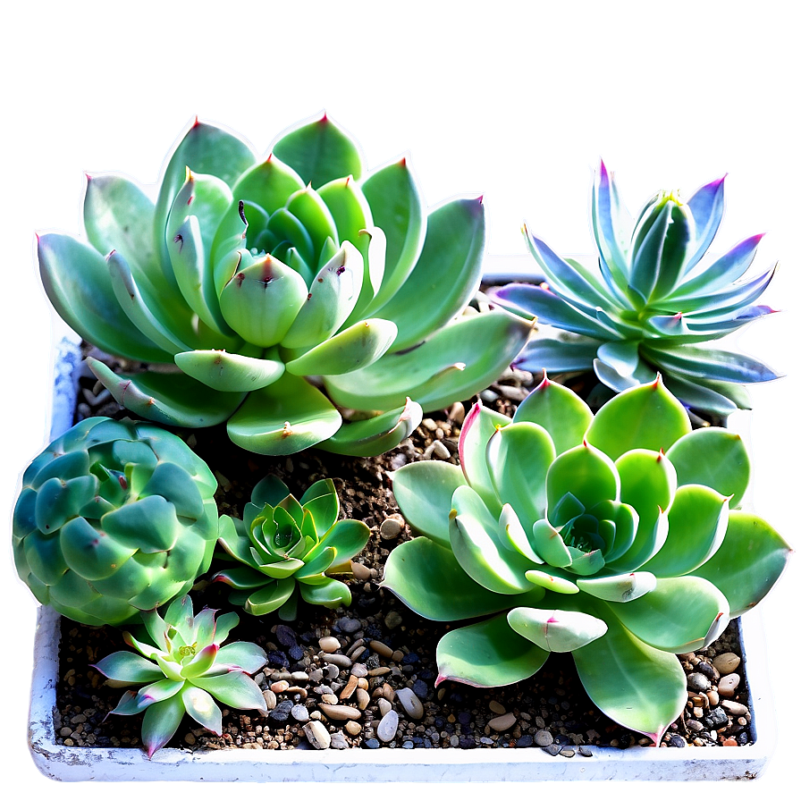 Waterwise Succulent Landscape Png 06212024 PNG image