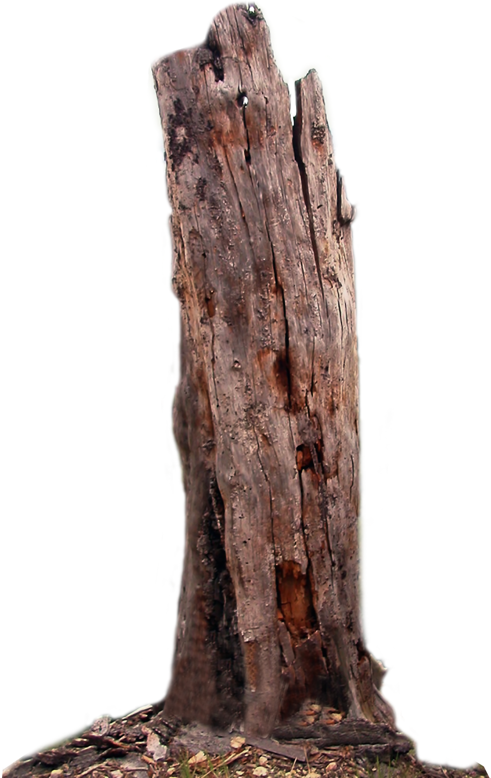 Weathered Tree Trunk Standing Alone PNG image