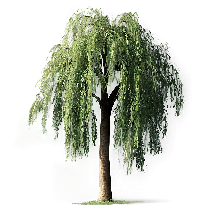 Weeping Willow Tree Branch Png Icj96 PNG image