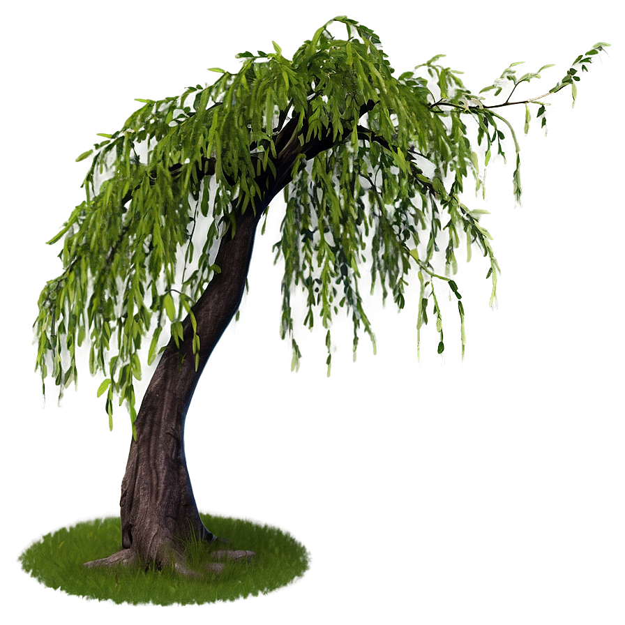 Weeping Willow Tree Branch Png Rap14 PNG image