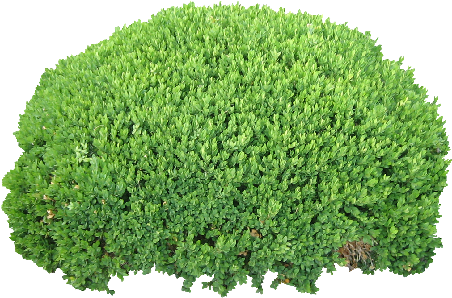 Well Manicured Green Shrub Isolated PNG image